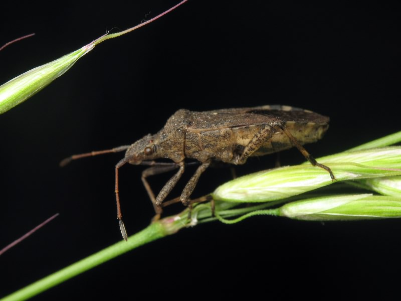 Ceraleptus gracilicornis (Herrich-Schäffer, 1835)